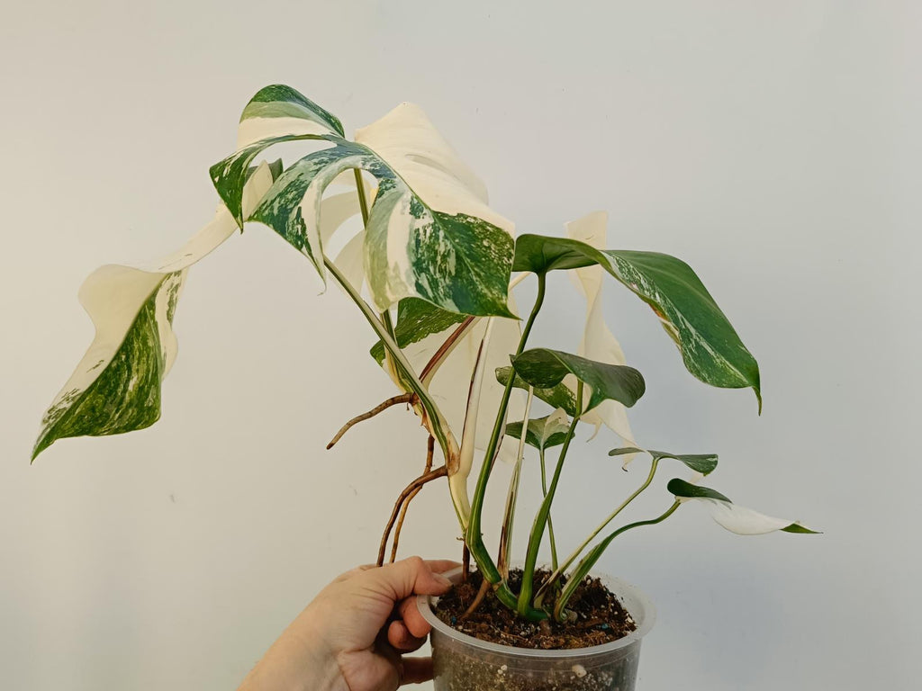 Monstera deliciosa variegata albo