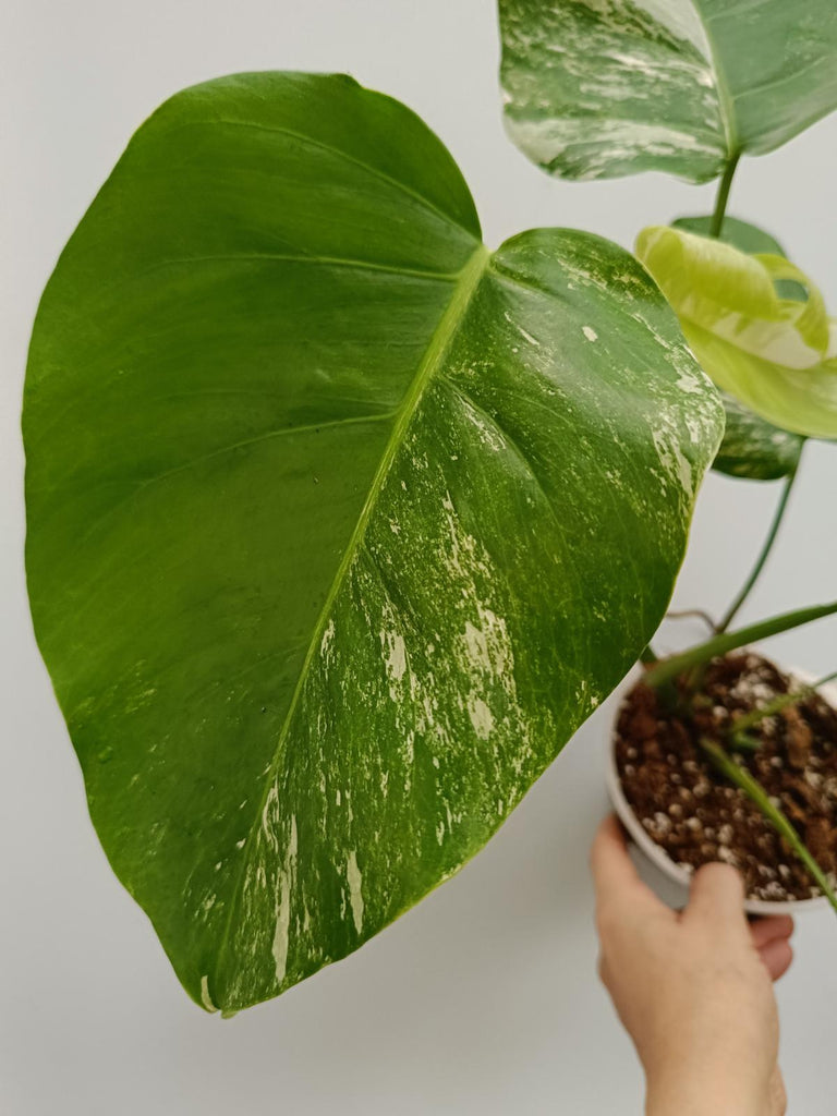 Monstera deliciosa variergata albo