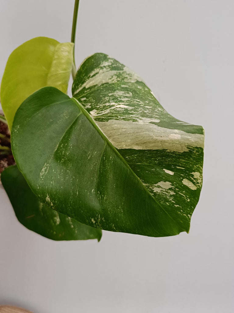 Monstera deliciosa variergata albo