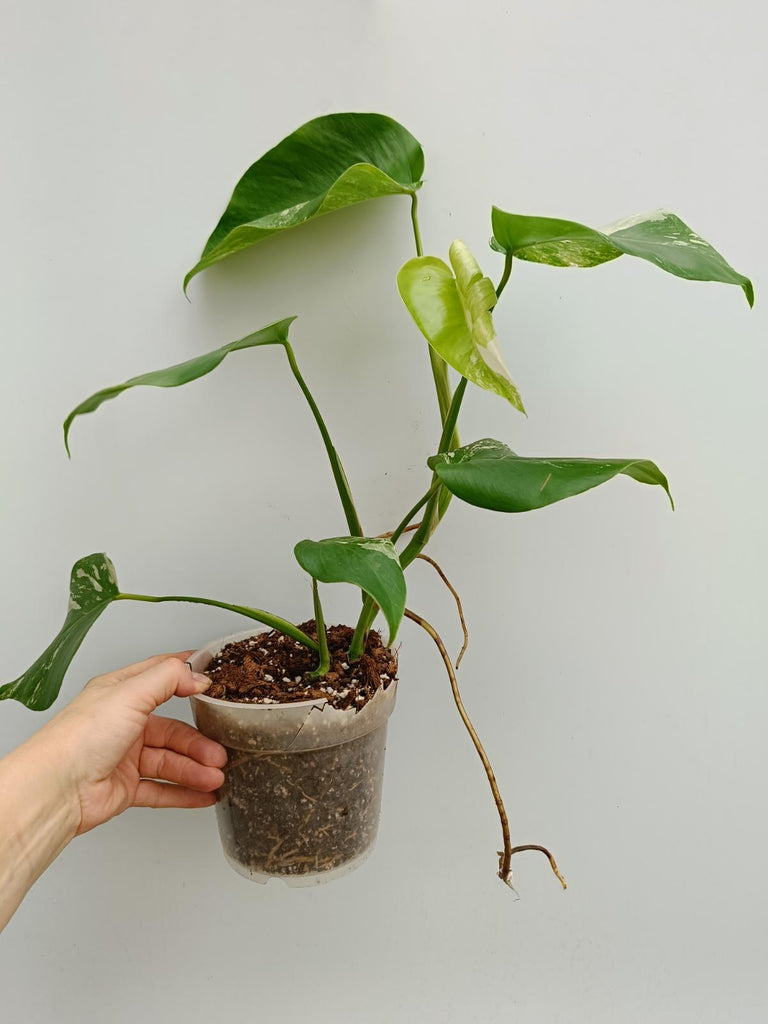 Monstera deliciosa variergata albo