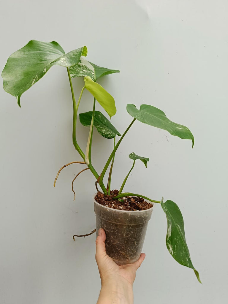 Monstera deliciosa variergata albo