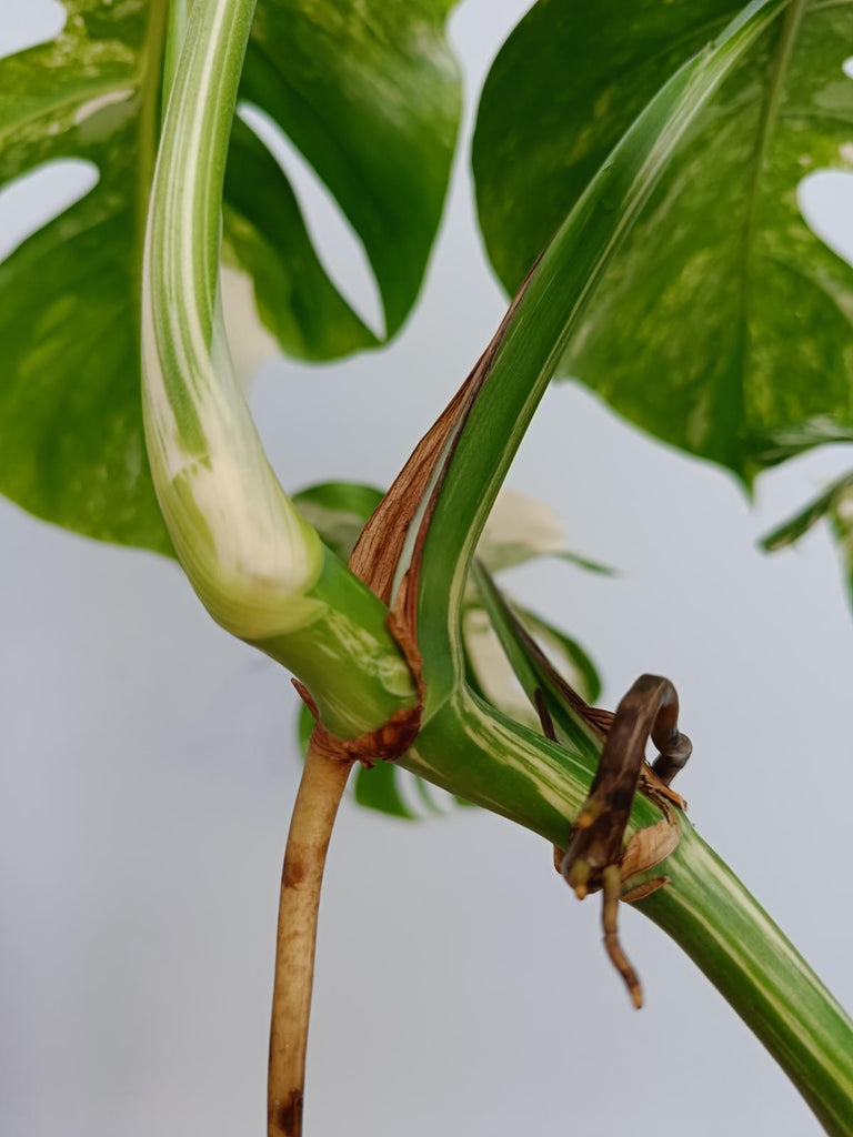 Monstera deliciosa variegata albo