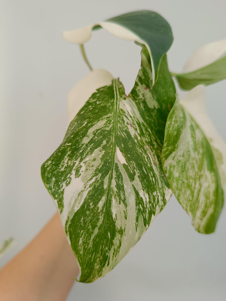 Monstera deliciosa variegata albo