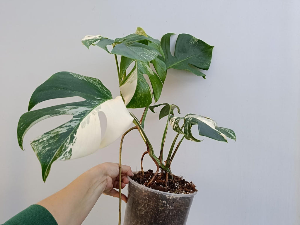 Monstera deliciosa variegata albo