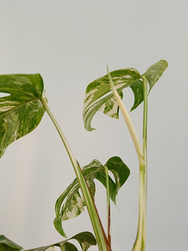 Monstera deliciosa variegata albo