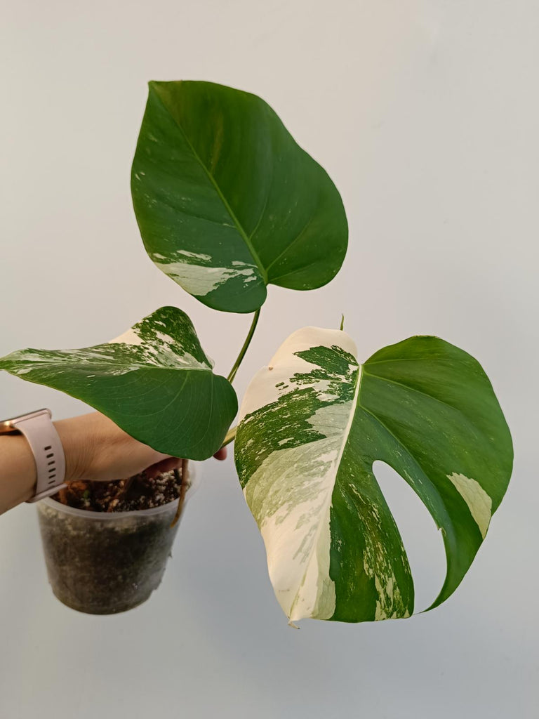 Monstera deliciosa variegata albo