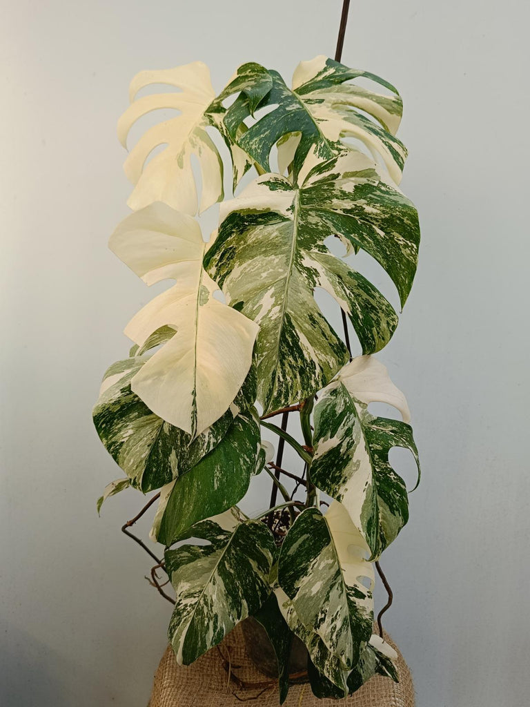 Monstera deliciosa variegata albo