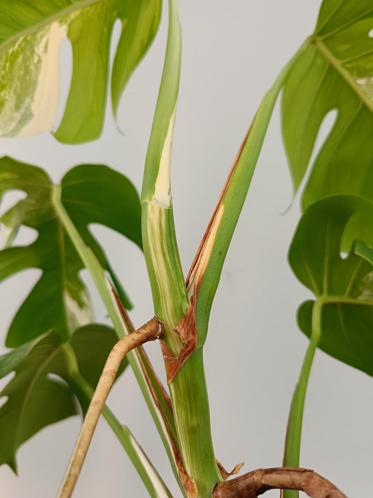 Monstera deliciosa variegata albo