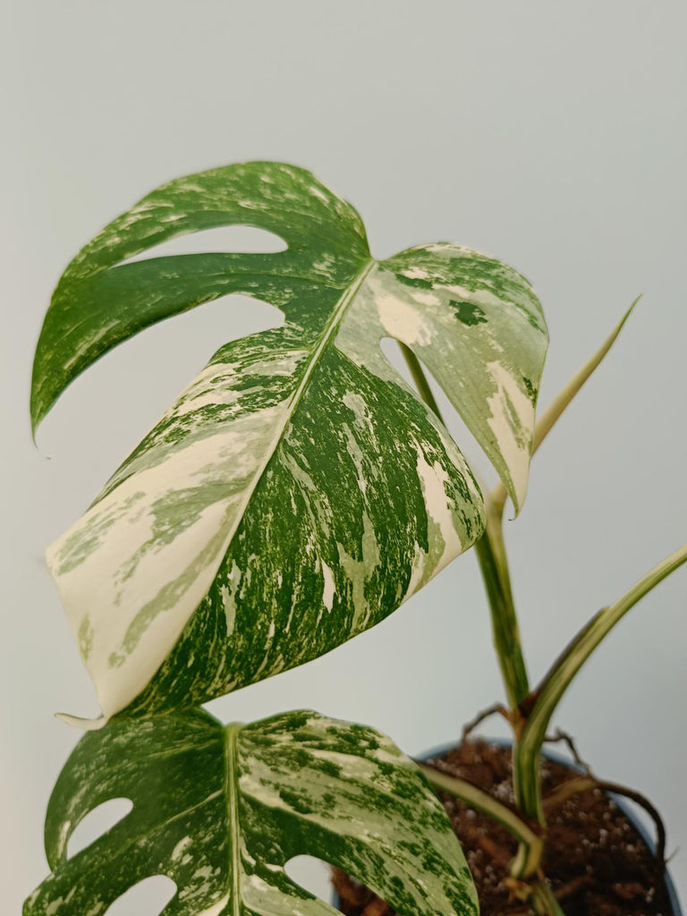 Monstera deliciosa variegata albo