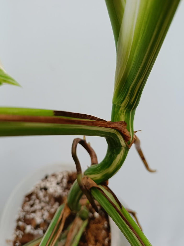 Monstera deliciosa variegata albo