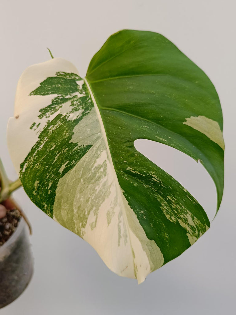 Monstera deliciosa variegata albo