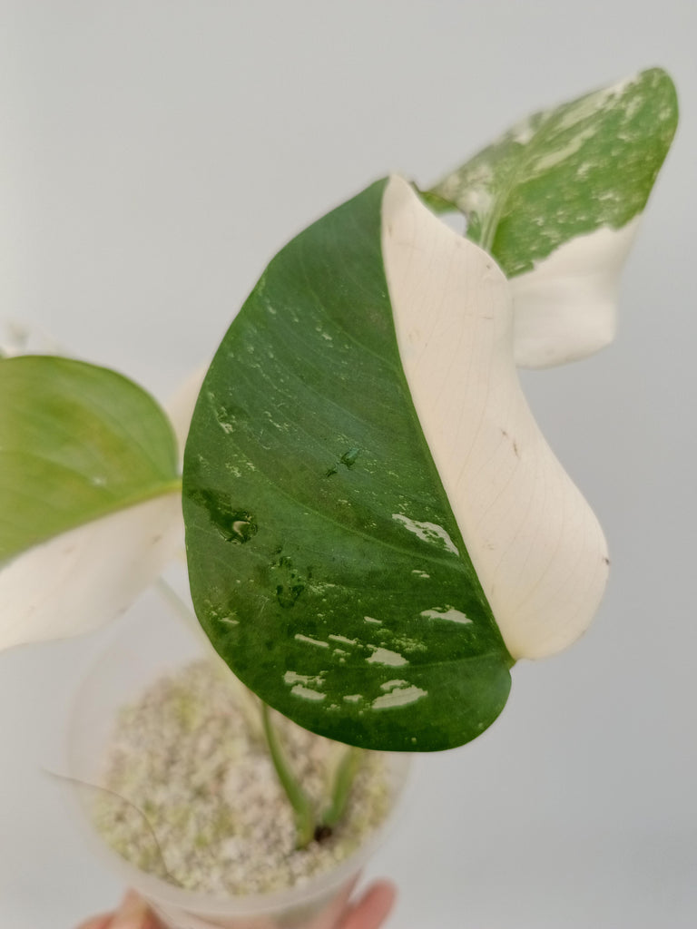 Monstera deliciosa variegata albo