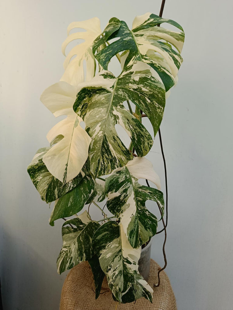 Monstera deliciosa variegata albo