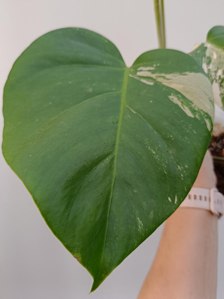 Monstera deliciosa variegata albo