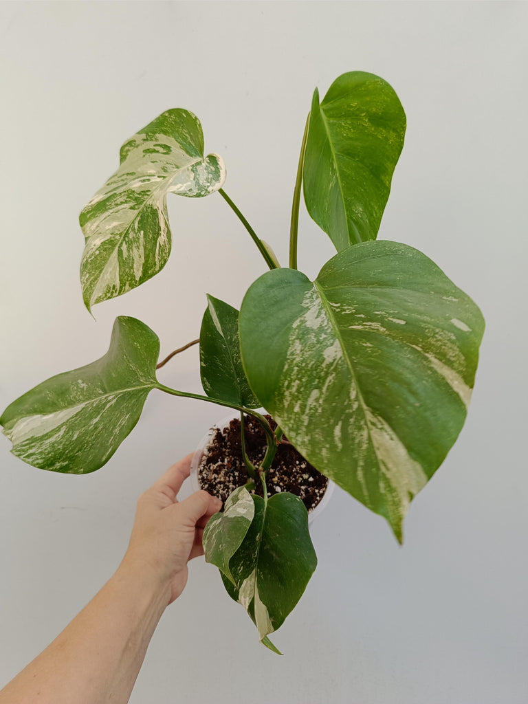 Monstera deliciosa variegata albo