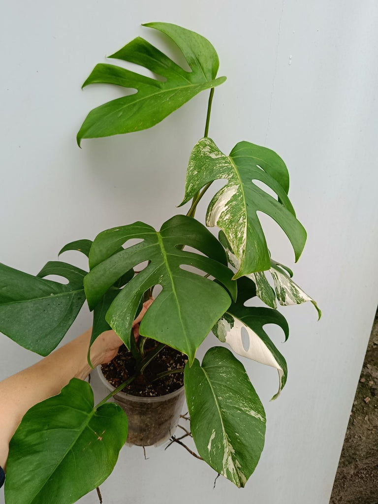 Monstera deliciosa variegata albo