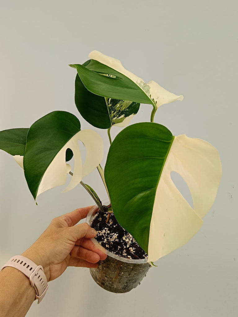 Monstera deliciosa variegata albo HALFMOON