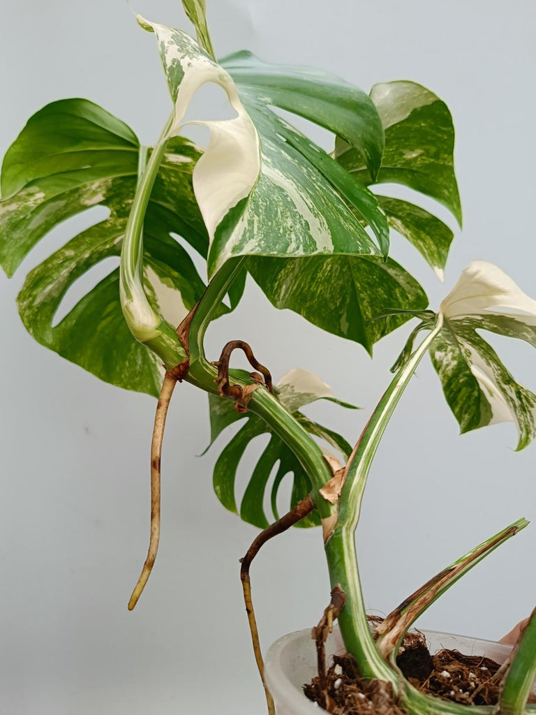 Monstera deliciosa variegata albo