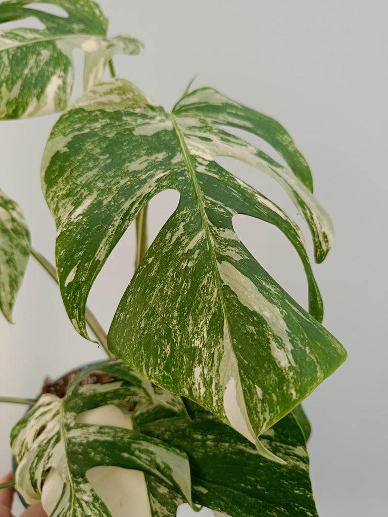 Monstera deliciosa variegata albo