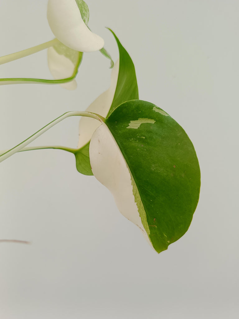 Monstera deliciosa variegata albo