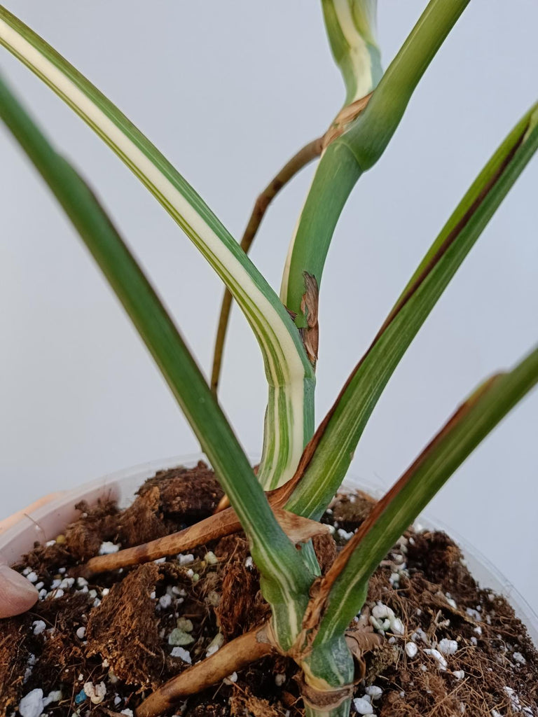 Monstera deliciosa variegata albo