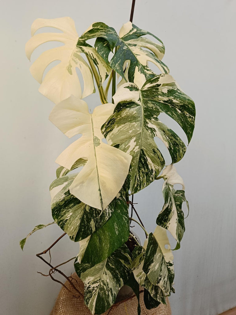 Monstera deliciosa variegata albo