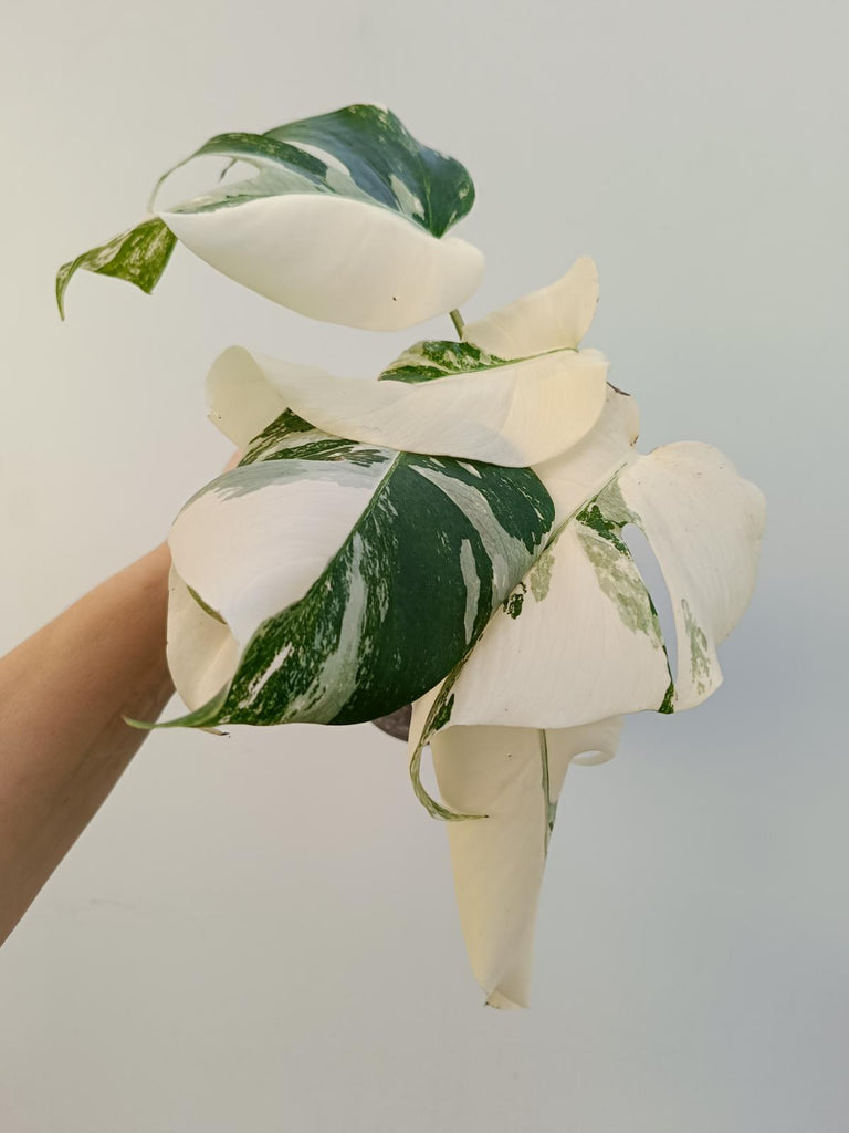 Monstera deliciiosa variegata albo extra white