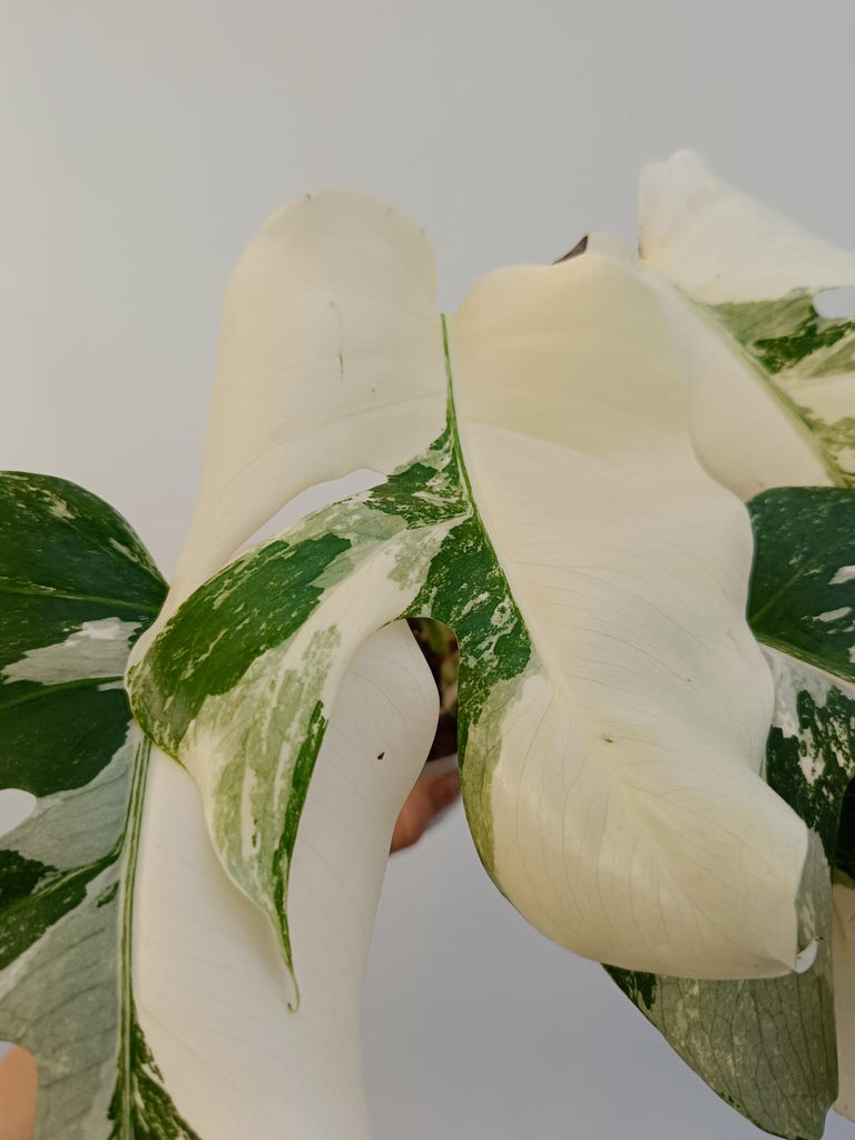 Monstera deliciiosa variegata albo extra white