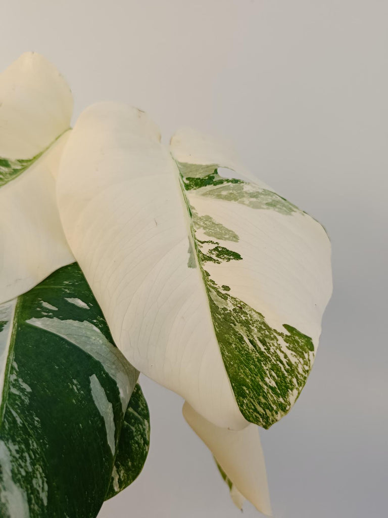 Monstera deliciiosa variegata albo extra white