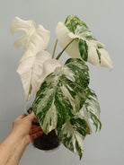 Monstera deliciosa variegata albo extra white