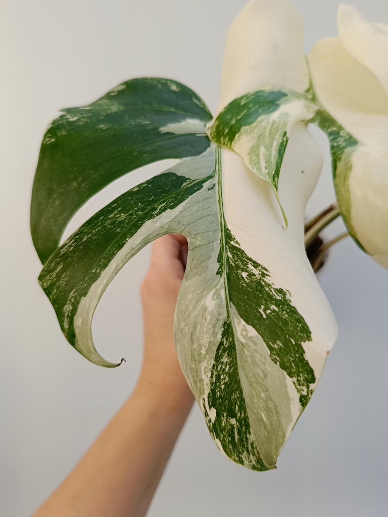 Monstera deliciiosa variegata albo extra white