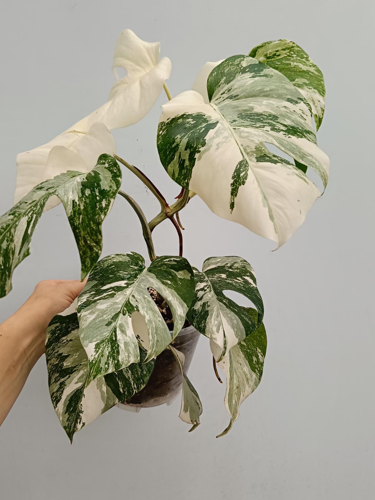 Monstera deliciosa variegata albo extra white