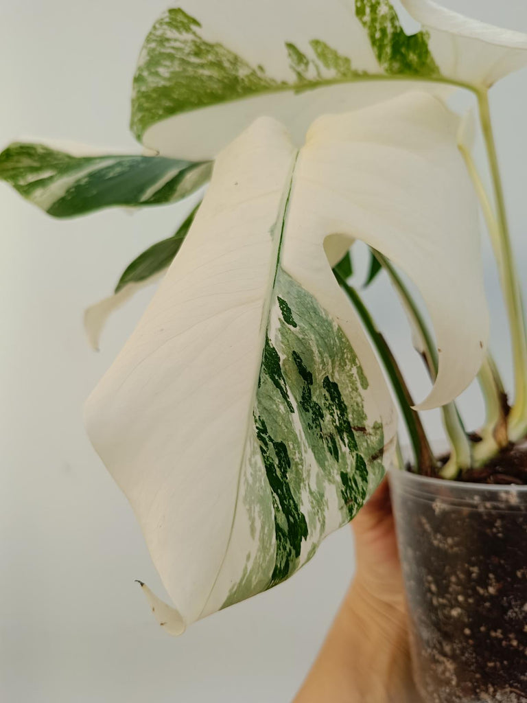 Monstera deliciiosa variegata albo extra white