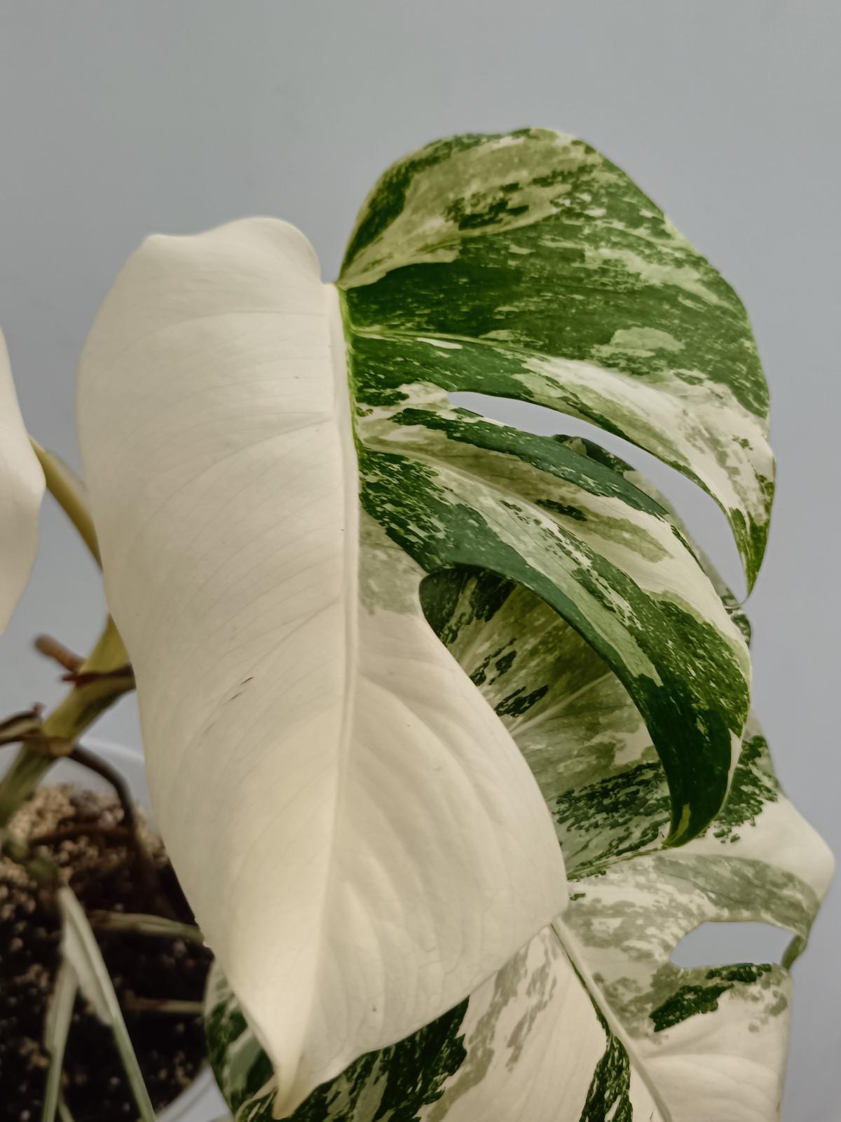 Monstera deliciosa variegata albo extra white