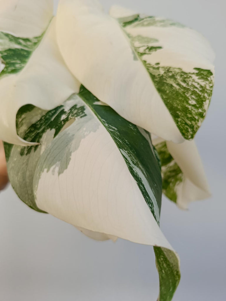 Monstera deliciiosa variegata albo extra white