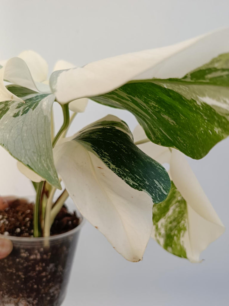 Monstera deliciiosa variegata albo extra white