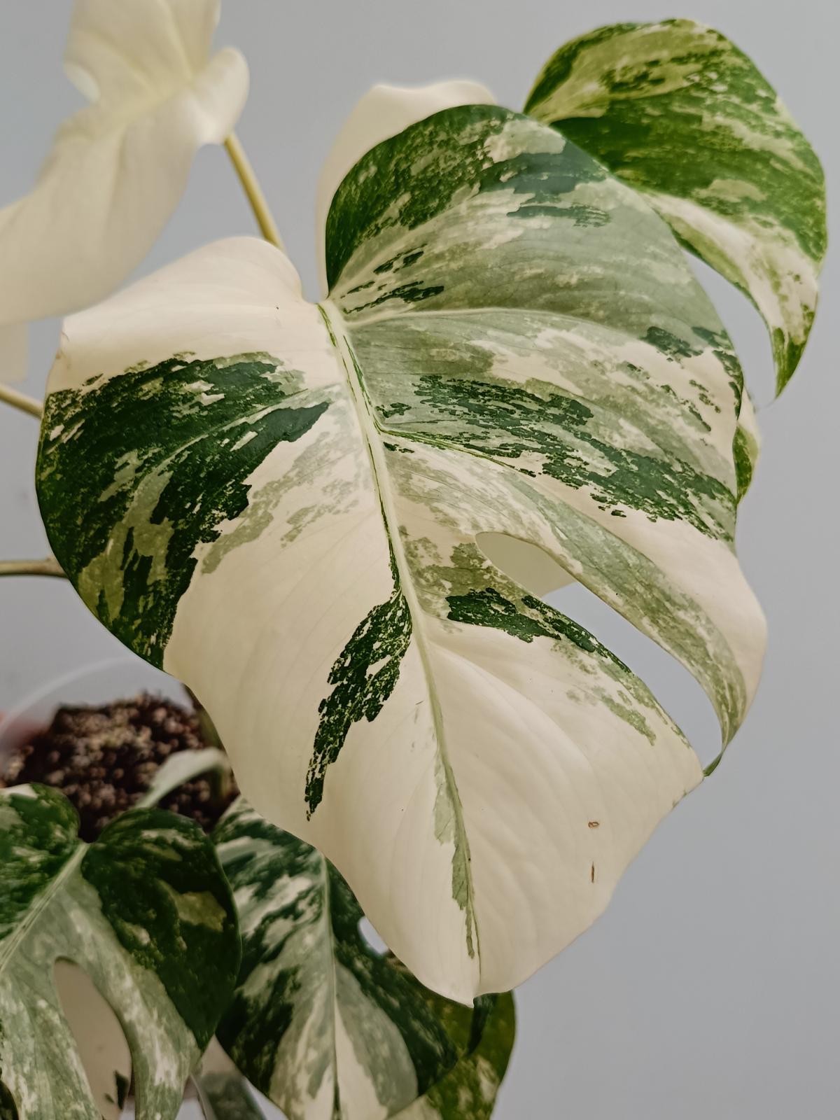 Monstera deliciosa variegata albo extra white