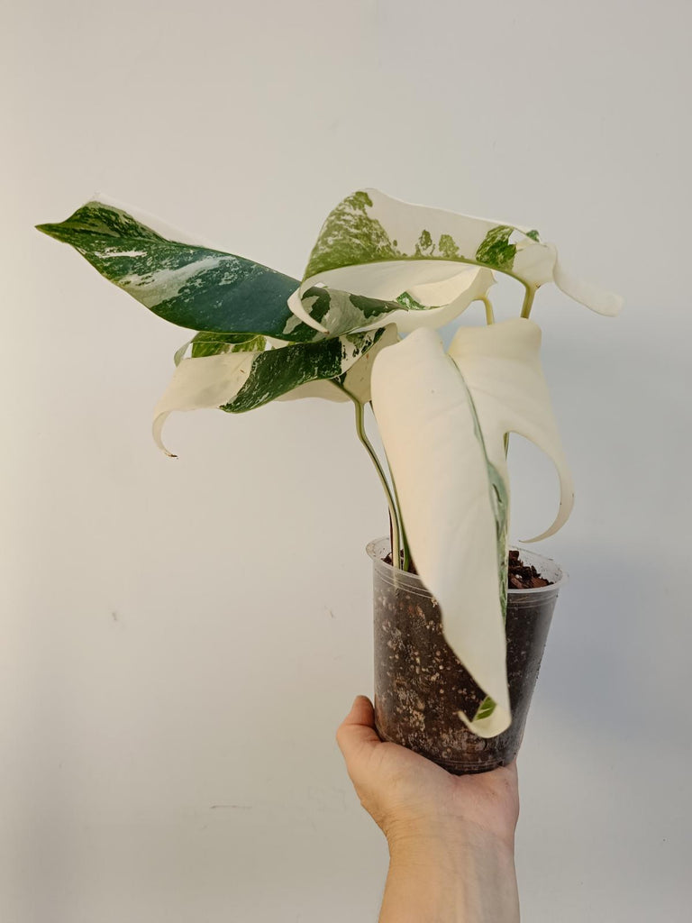 Monstera deliciiosa variegata albo extra white