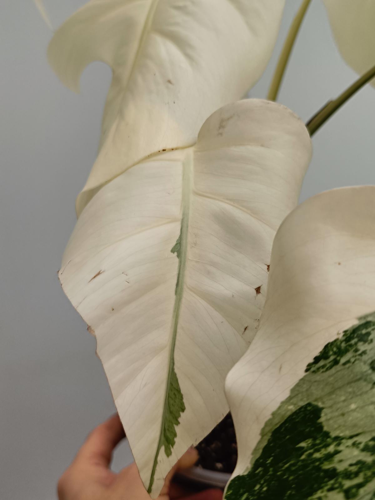 Monstera deliciosa variegata albo extra white