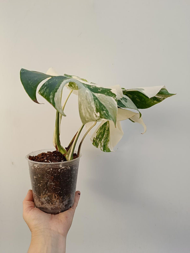 Monstera deliciiosa variegata albo extra white