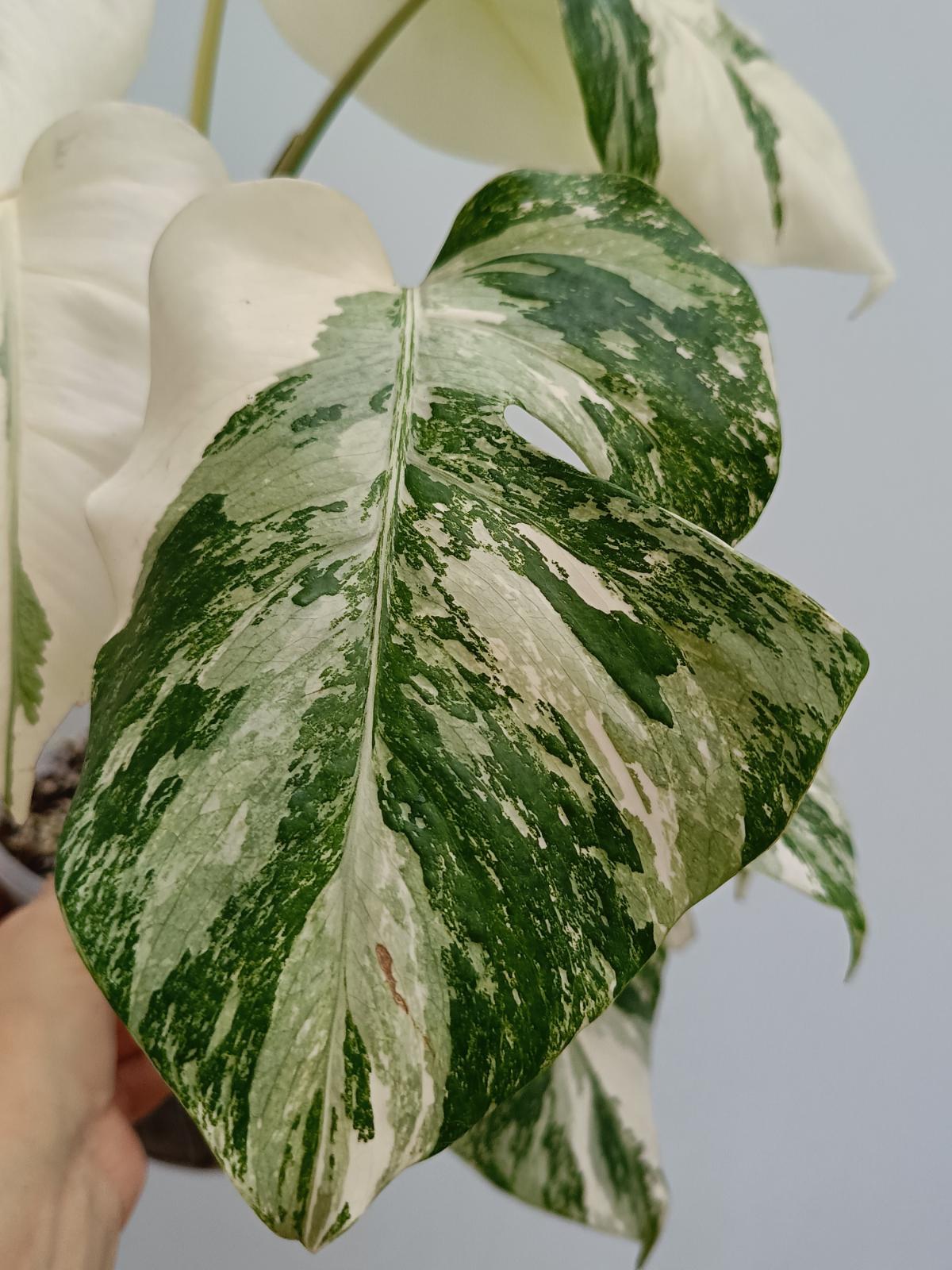 Monstera deliciosa variegata albo extra white