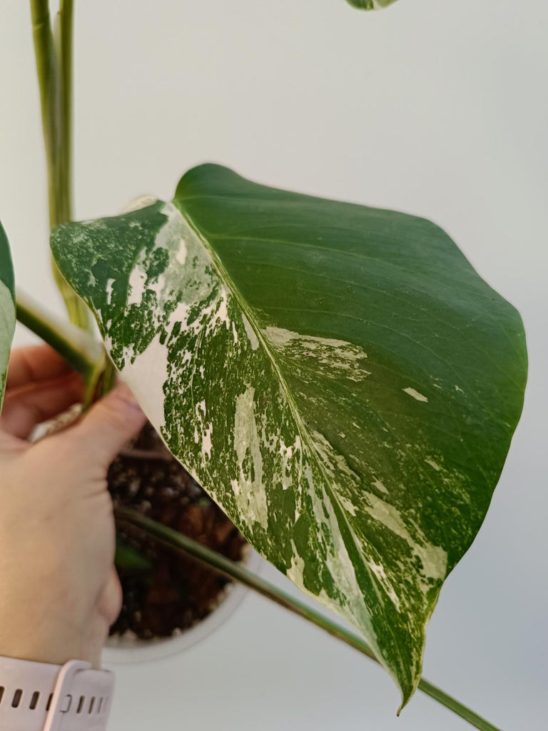 Monstera deliciosa variegata albo