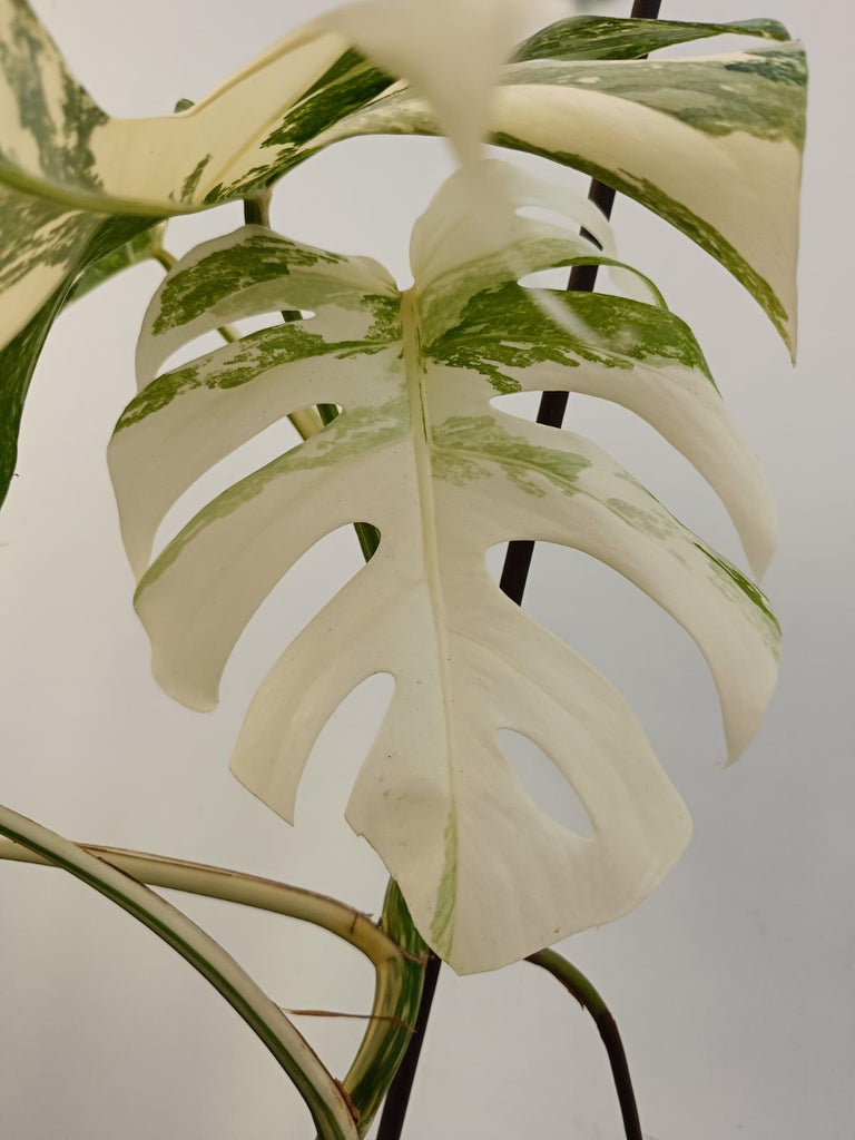 Monstera deliciosa variegata albo