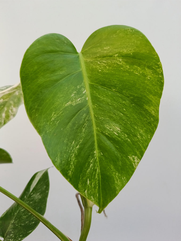 Monstera deliciosa variegata albo