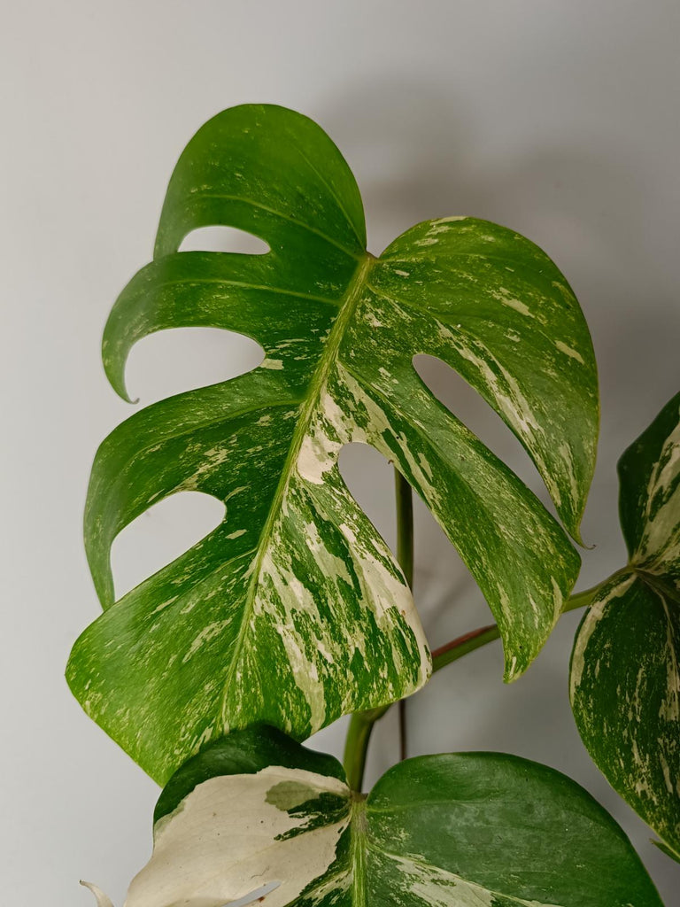 Monstera deliciosa variegata albo