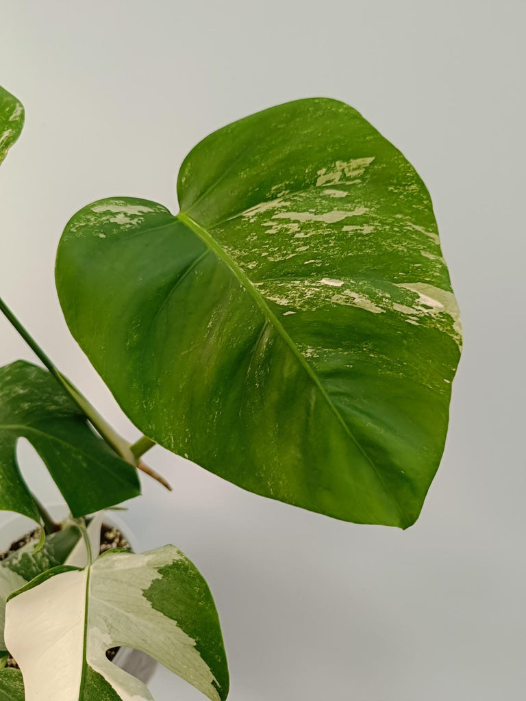 Monstera deliciosa variegata albo