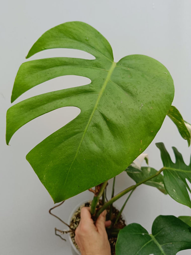 Monstera deliciosa variegata albo