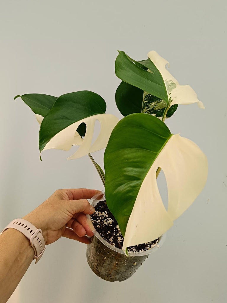 Monstera deliciosa variegata albo HALFMOON