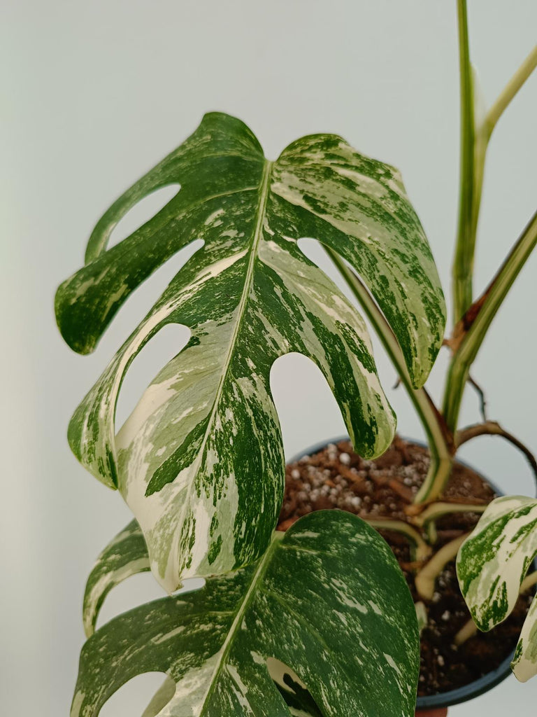 Monstera deliciosa variegata albo