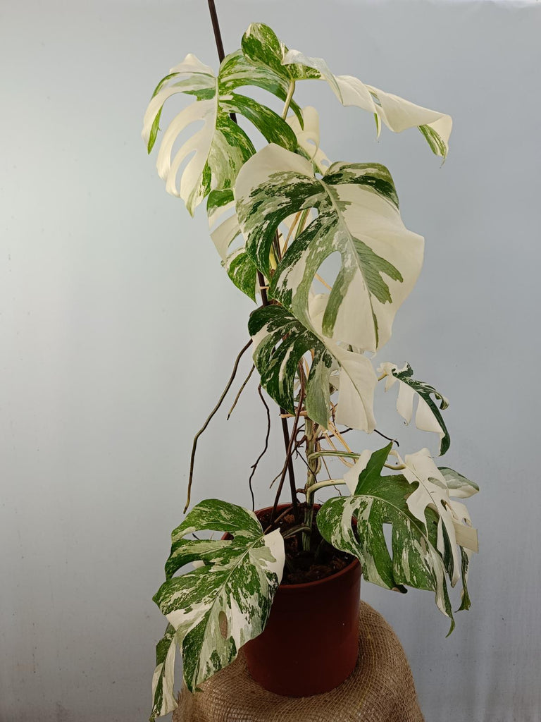 Monstera deliciosa variegata kaufen, 49,90 €